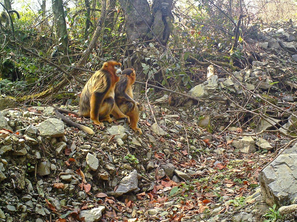 Photos: The Mysterious Chinese Monkey That's 'as Endangered as the Panda