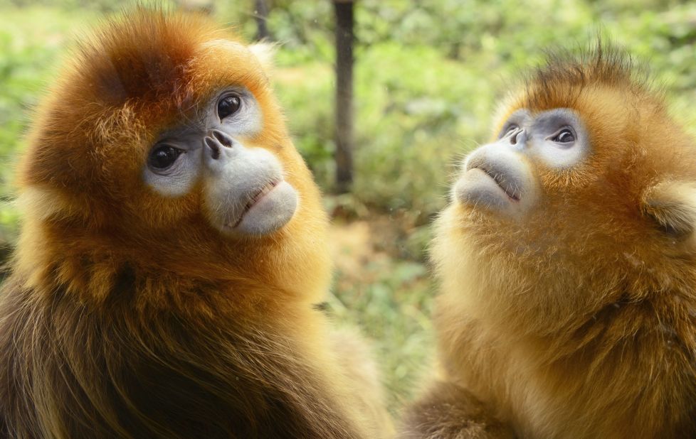 Smart tech is helping to save China's giant pandas