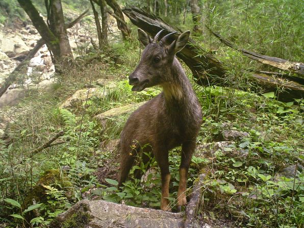 Agile and sure-footed on treacherous rock faces, the Himalayan goral's range extends across <a href="index.php?page=&url=https%3A%2F%2Fwww.iucnredlist.org%2Fspecies%2F14296%2F4430073" target="_blank" target="_blank">five countries</a>, from Pakistan to China. Their preference for forest-covered mountainous terrain has made it tricky for researchers to estimate their population, though they have been spotted across the Tibetan Plateau into Sichuan (pictured). 