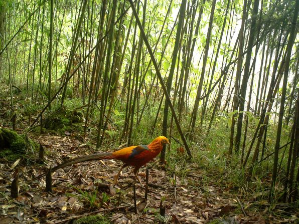 It's not just mammals that will be afforded protection in the Giant Panda National Park. Reptiles, insects, and birds -- like the golden pheasant (pictured) -- live there too. Also known as the Chinese pheasant, these shy birds are native to China, and while they are listed as being of "<a href="index.php?page=&url=https%3A%2F%2Fwww.iucnredlist.org%2Fspecies%2F22679355%2F131874282" target="_blank" target="_blank">least concern</a>" by IUCN, their <a href="index.php?page=&url=http%3A%2F%2Fdatazone.birdlife.org%2Fspecies%2Ffactsheet%2Fgolden-pheasant-chrysolophus-pictus" target="_blank" target="_blank">population is decreasing</a>. Deforestation is one of its main threats, so the protections of the new park will help to boost numbers.