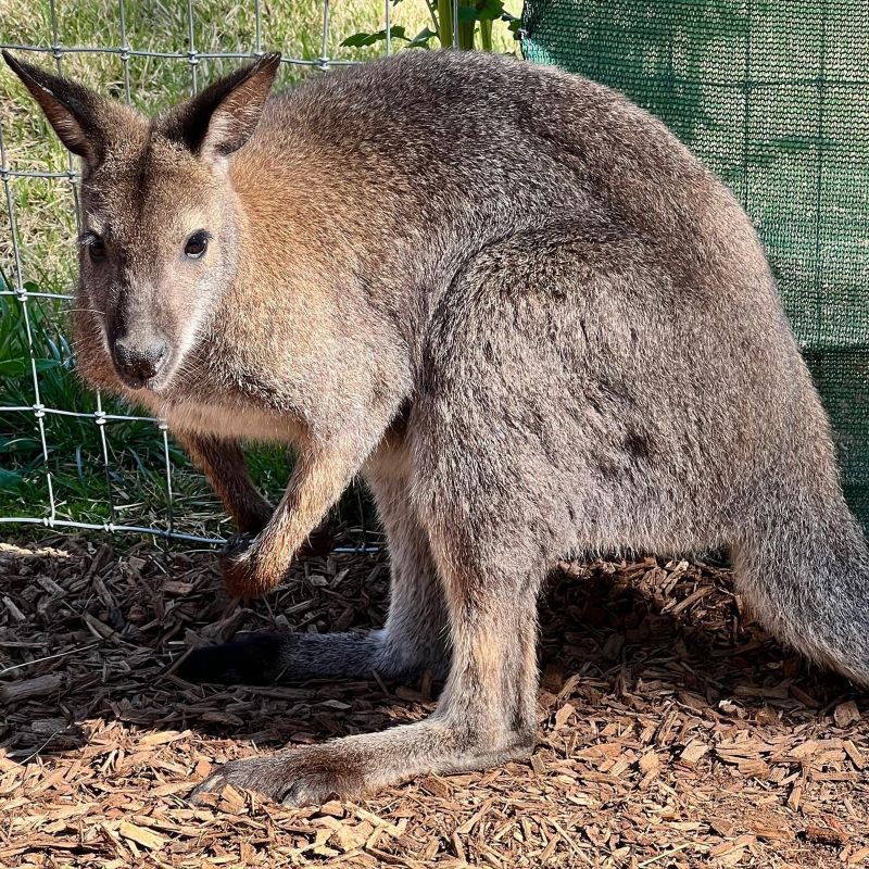 The Memphis Zoo had to rescue 22 kangaroos and 4 wallabies after storms caused a creek to overflow