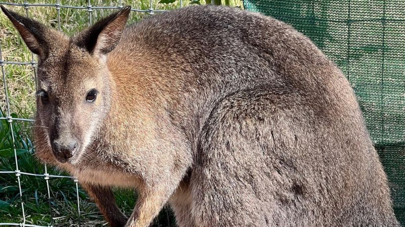 The Memphis Zoo had to rescue 22 kangaroos and 4 wallabies after storms ...