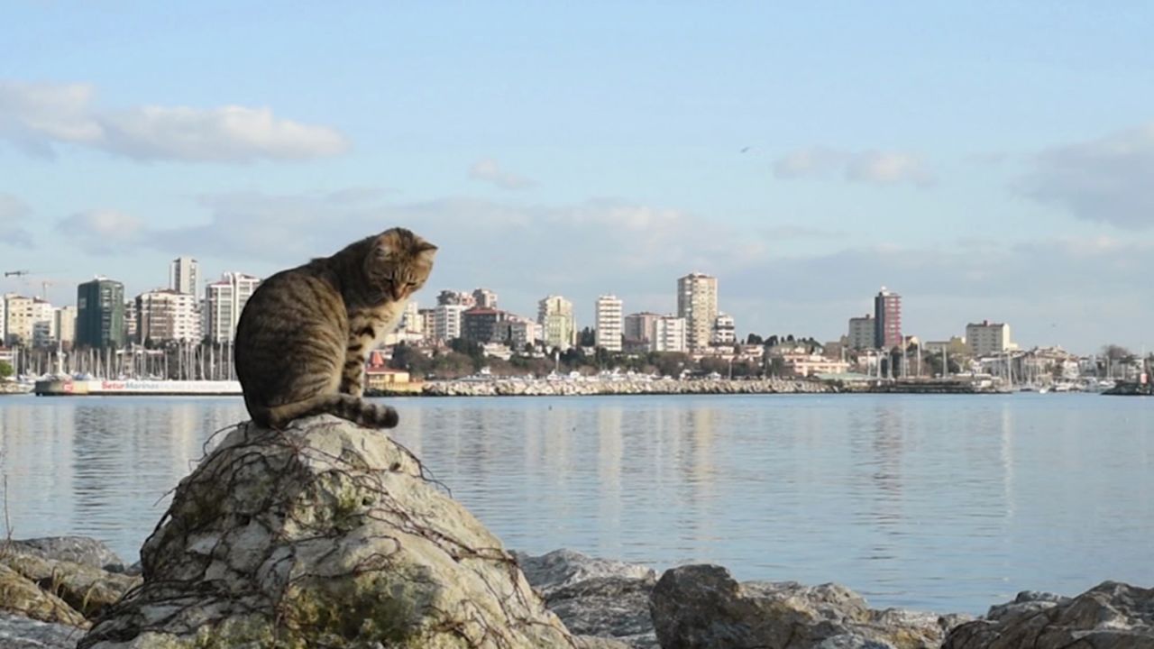 istanbul cats video card