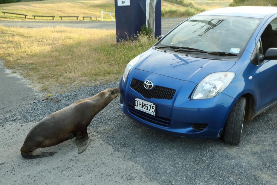 Sea lions are returning to New Zealand's mainland after being hunted to near extinction in the 19th and early 20th century. Now, local people are learning to live with their new -- very curious -- neighbors.