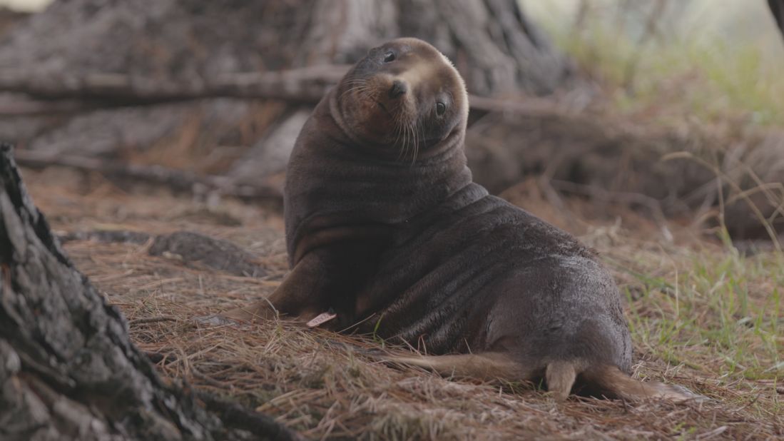 But threats to sea lions are much greater than the nuisance they cause. To protect their pups from the exposed beach and enormous adult male sea lions, mothers often head inland to nest, bringing them closer to human dangers. 