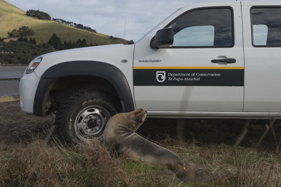 The Department of Conservation and the New Zealand Sea Lion Trust try to manage these threats. They keep track of mothers and pups, cordoning off areas where they might be nesting or putting up signs to warn passersby. 