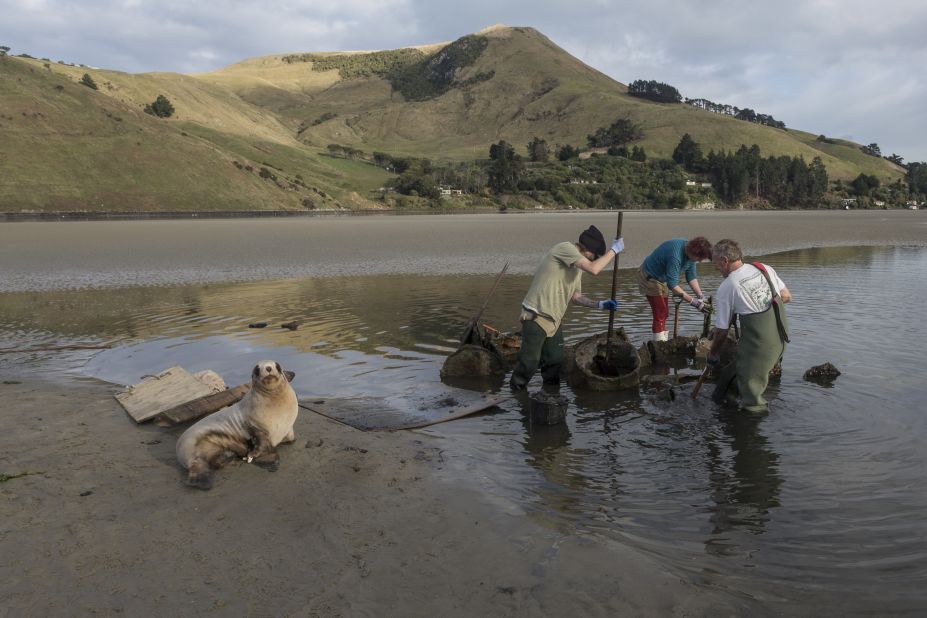 The organizations work to look after sea lion habitats and are aided by a team of volunteers -- some of whom are pictured here with Fyfe, digging out oil drums that were dumped in Otago's Papanui Inlet. 