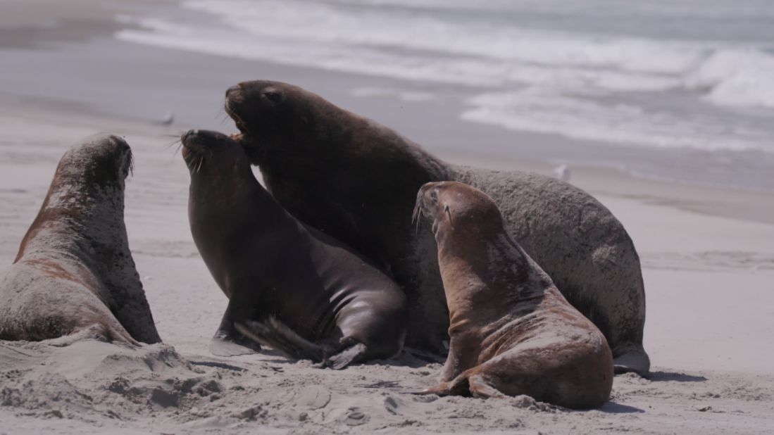 Some volunteers for the Sea Lion Trust are designated "babysitters," who monitor mothers and pups during the early days and help to educate locals about how to behave with the species. 
