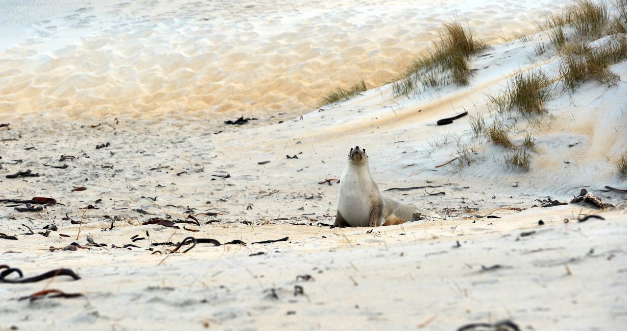 Sea lions are returning to New Zealand's mainland after being hunted to near extinction.