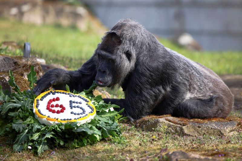 The oldest known gorilla in the world just turned 65 | CNN