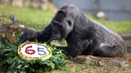 Fatou, the world's oldest gorilla, receives a rice cake with fruit on her 65th birthday at the Berlin Zoo in Germany on April 13, 2022.