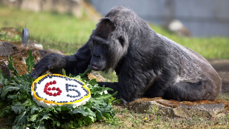 Най-старата известна горила в света е на 65 години