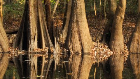 national park visiting tips Congaree National Park