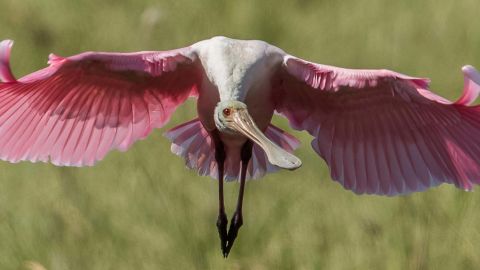 national park visiting tips Everglades National Park