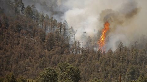 A tree near Ruidoso, New Mexico, catches fire as the McBride Fire spills down a mountainside.