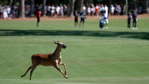 A deer runs across the eighth hole during the second round of the RBC Heritage at Harbor Town Golf Links on April 15, 2022 in Hilton Head Island, South Carolina. 