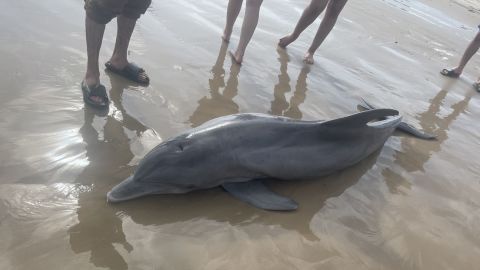 A sick dolphin stranded on Quintana Beach, Texas, south of Houston.
