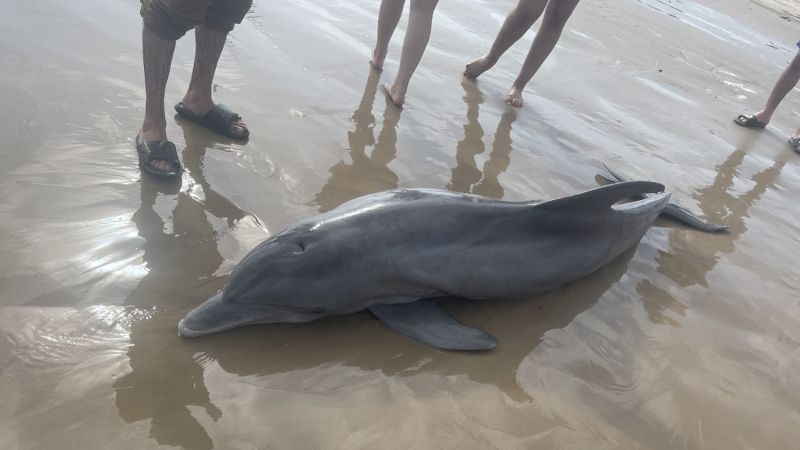 Reward offered for information after 2 dolphins died in Texas and Florida following interactions with humans – CNN