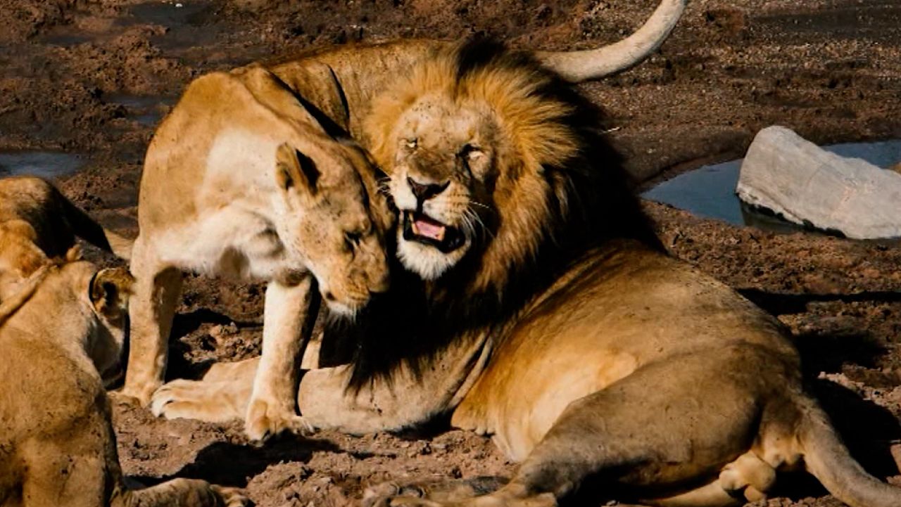 big cat doc two lions video card