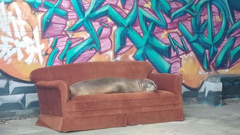 Sea lion sofa card