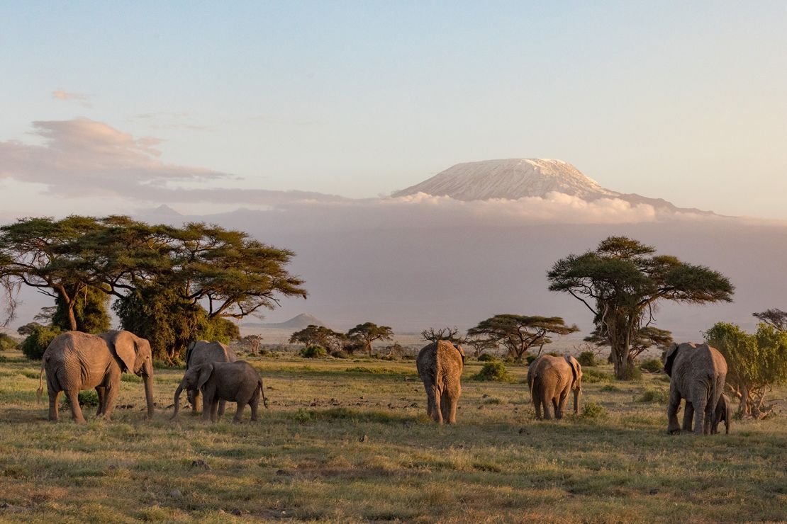 Looking for a nation currently at Level 1? Consider Kenya. Here, elephants roam in front of Mount Kilimanjaro at Amboseli National Park.