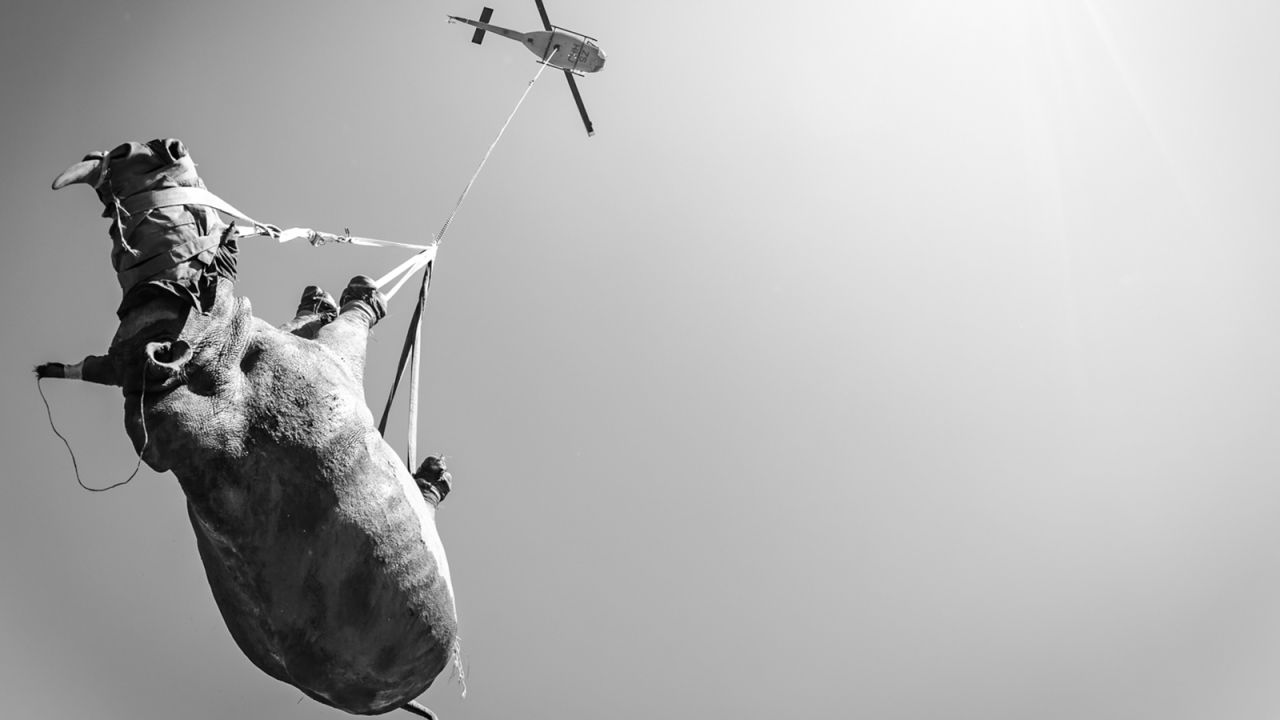 Zimbabwe-born photographer Emma Gatland captured the moment a rhino was being relocated from the Hluhluwe-Imfolozi Game Reserve in KwaZulu-Natal, South Africa. <a href="https://edition.cnn.com/2021/03/17/world/rhino-airlift-upside-down-hnk-spc-intl/index.html" target="_blank">According to researchers</a>, being airlifted upside down is the safest way to move these critically endangered animals. Through her photography, Gatland hopes to draw attention to conservation issues on the African continent. 