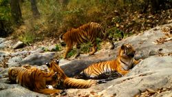Thai tiger video card