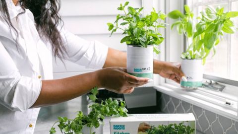 Back to the Roots Kitchen Herb Garden Seed Kits
