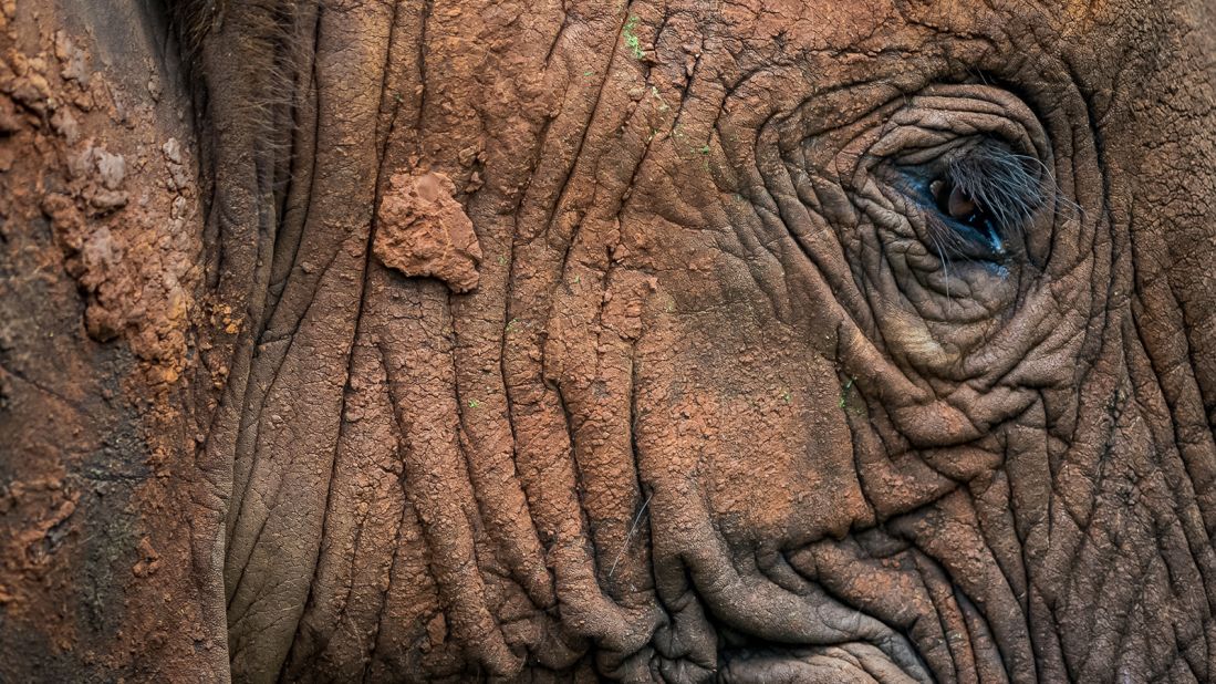 For Gatland, elephants often tell a family-oriented story of leading matriarchs and nurturing mothers, and they are among her favorite animals to photograph. She particularly loves their texture that create a tale of age, she says, and eyes that detail the lives they've lived.
