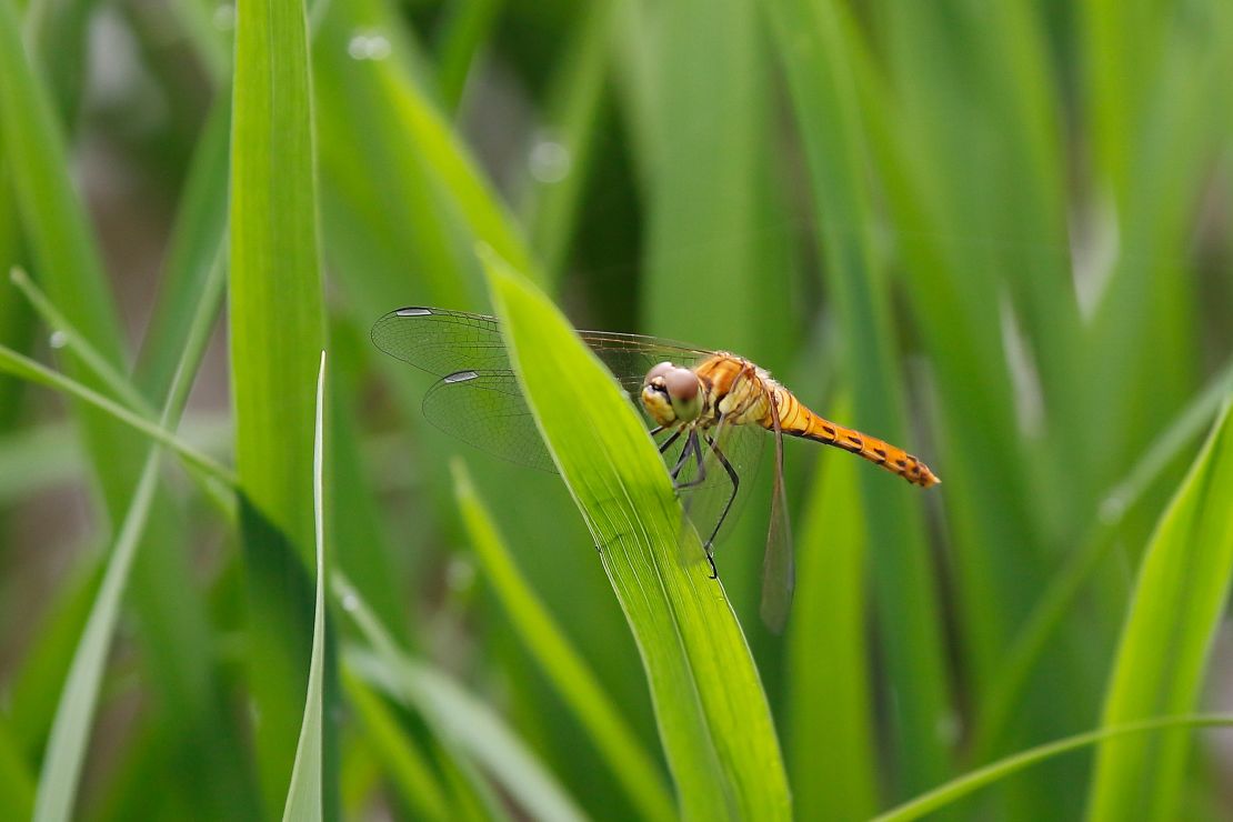 Dragonflies were among the insects that researchers studied.