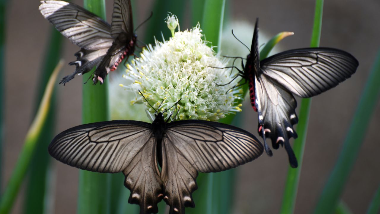 Butterflies and bees gather honey.