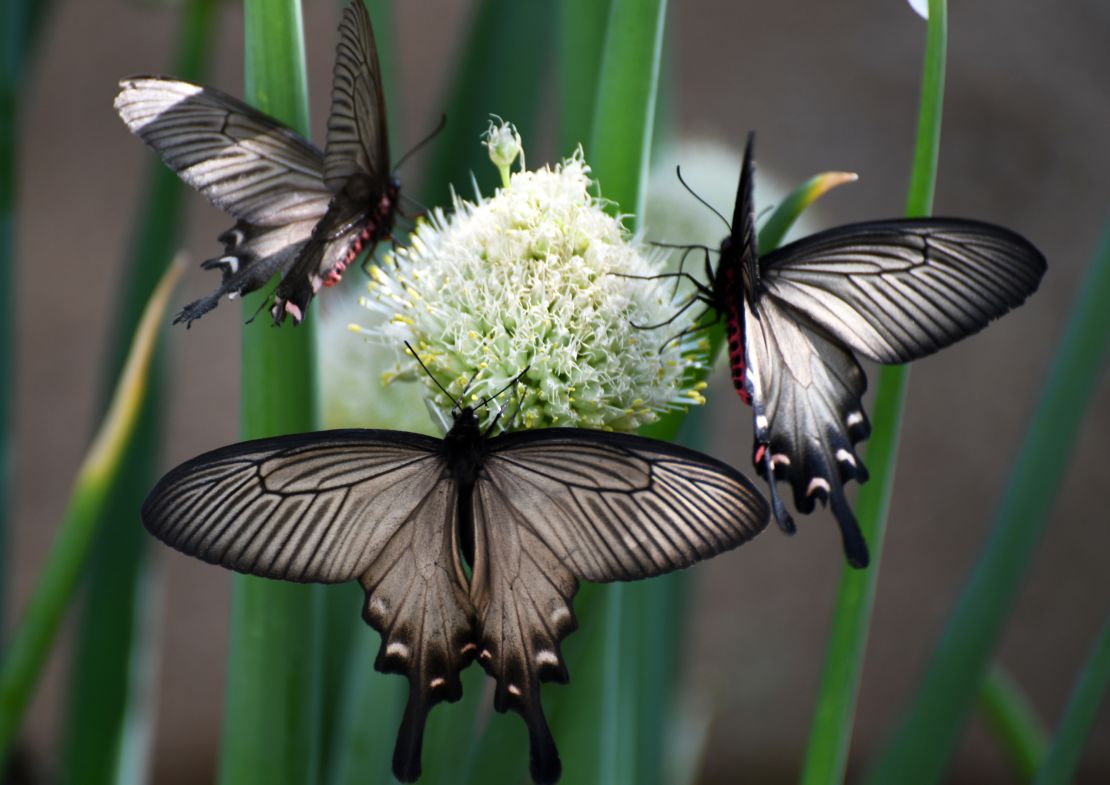 Butterflies and bees gather honey.