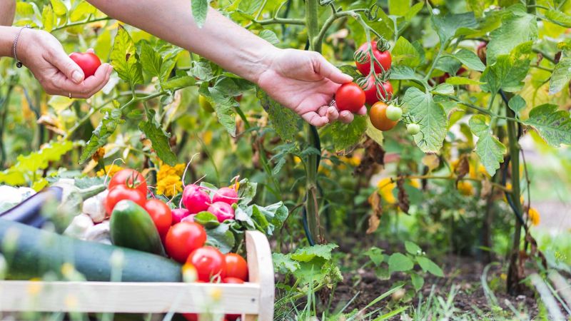 Food gardening for beginners: Learn to grow fruits and vegetables