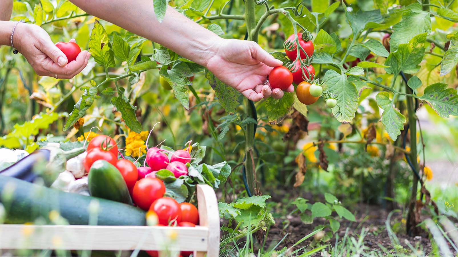 Food gardening for beginners: Learn to grow fruits and vegetables