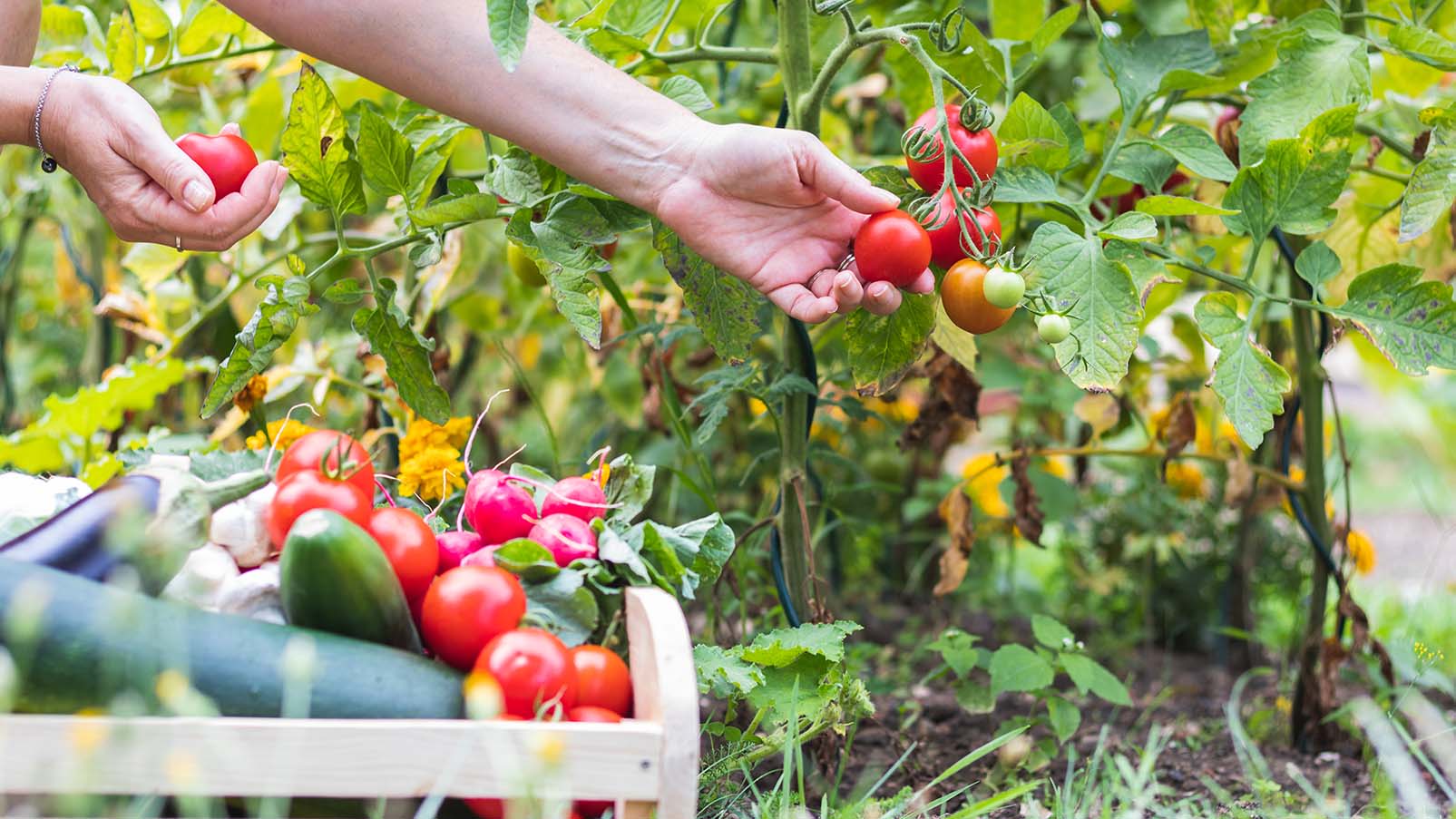 Grow Bags for Vegetable Gardening and More - The Beginner's Garden