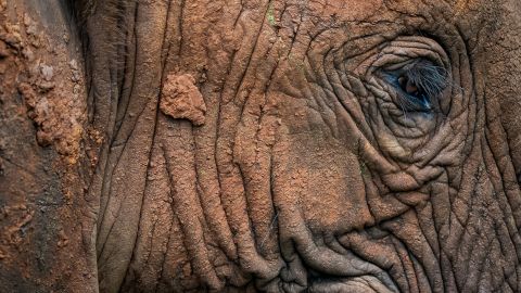 Elephants like this one are some of Gatland's favorite animals to photograph.