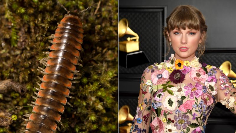 Taylor Swift has a new millipede species named after her