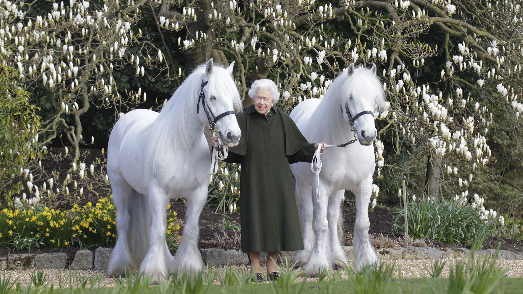 Queen Elizabeth pictured with her fell ponies, named Bybeck Nightingale (right) and Bybeck Katie. 