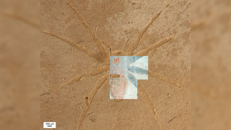 Scientists Unlock Secret Of How Spider Fossils Were Formed | CNN