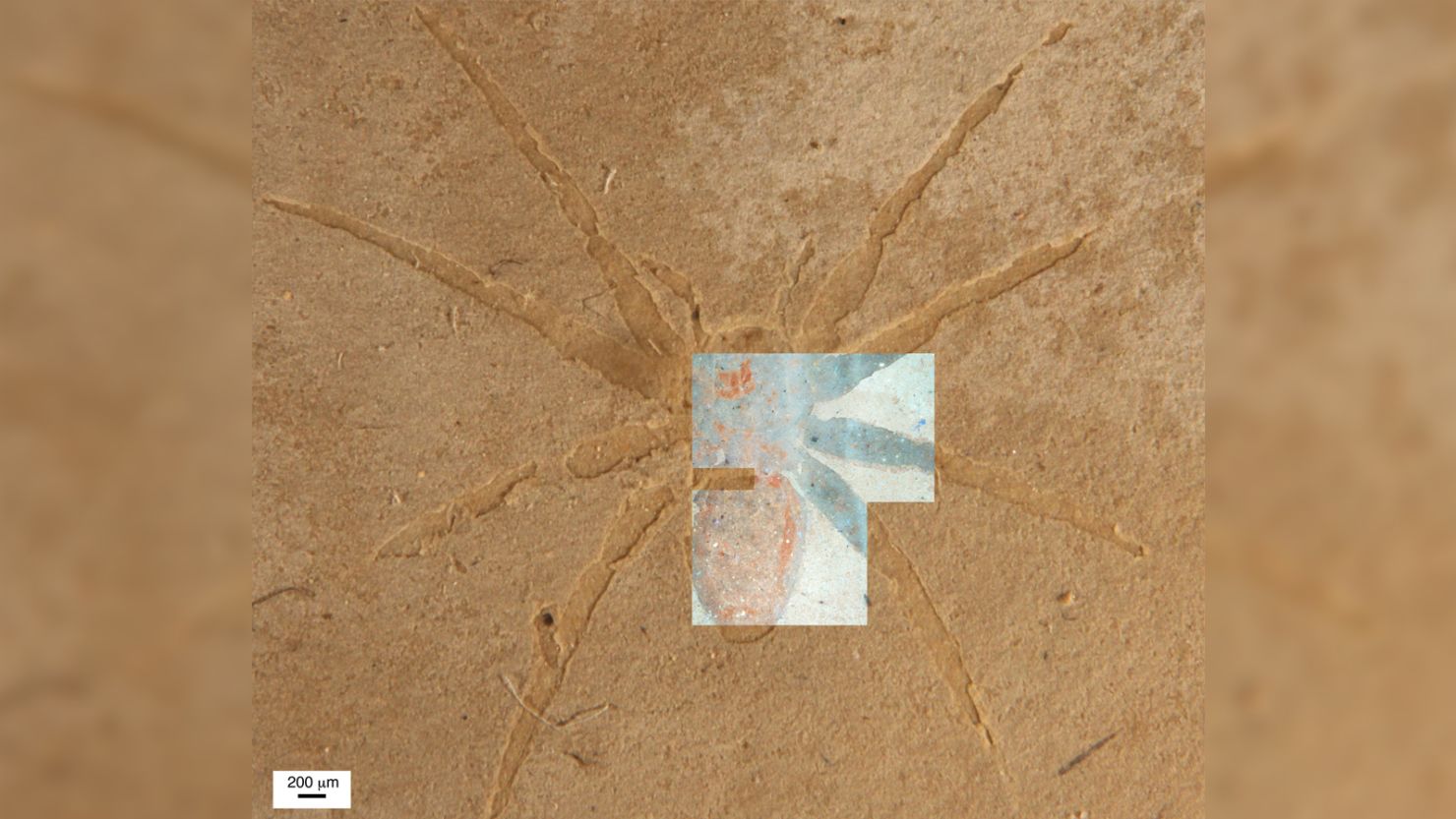 The spider fossil is hard to differentiate from the rock. But when the fossil is studied under a fluorescent microscope, its chemical composition causes it to glow brightly, revealing additional details. 