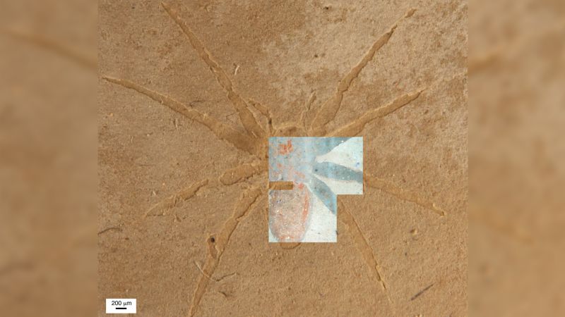 과학자들은 거미 화석이 형성되는 방법의 비밀을 밝힙니다.