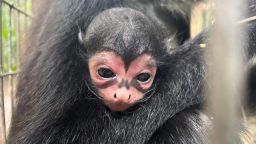 A baby spider monkey was born at the Brevard Zoo in Florida with what looks like the bat signal in markings across his face.
