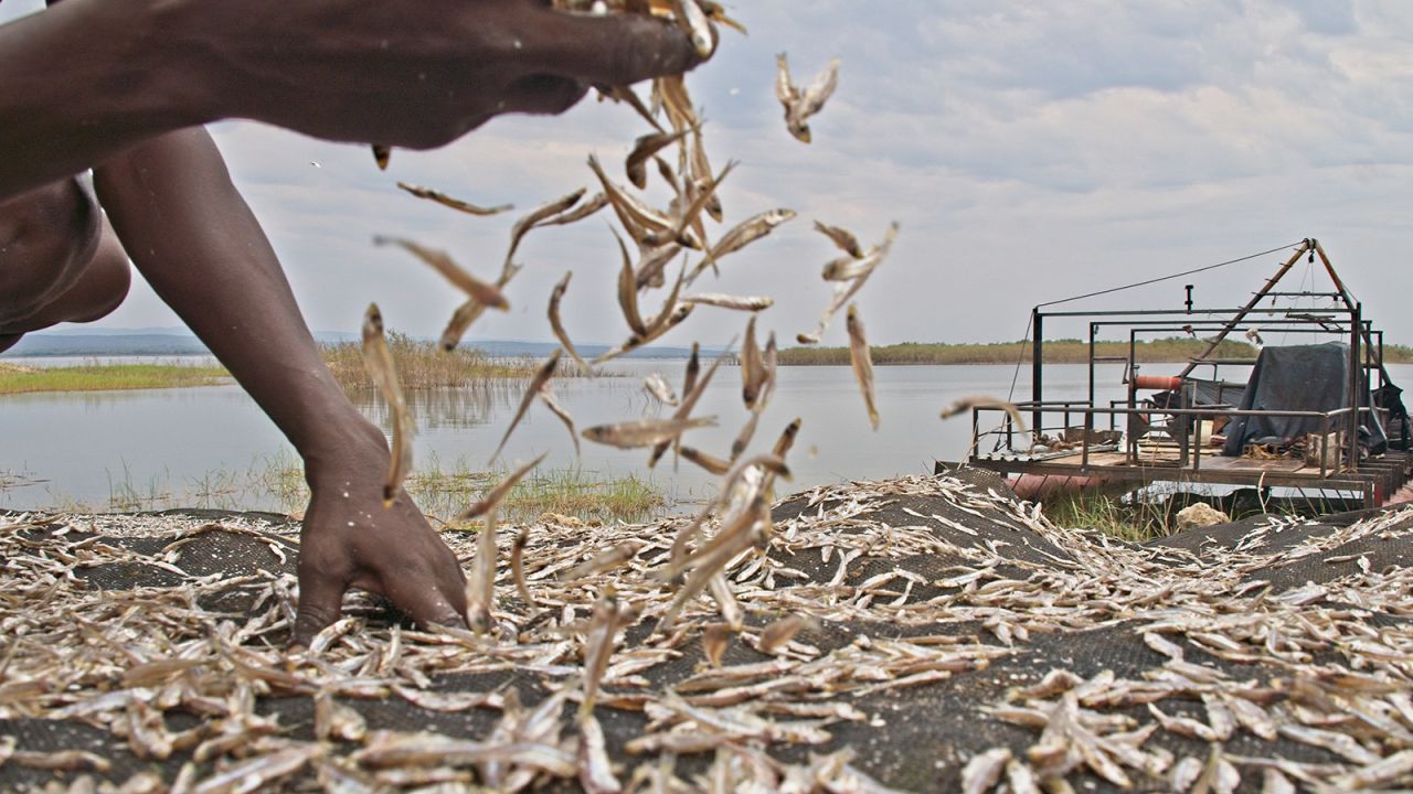 Kapenta fish being dried on the shores of the Zambezi River on 03, November 2021.