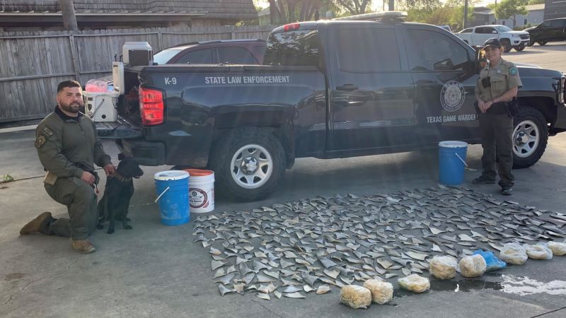 Game wardens find almost 400 illegal shark fins in Texas seafood restaurant | CNN