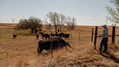 Scott Hampton feeds the cattle on his farm.