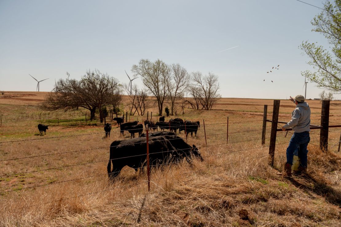 Scott Hampton feeds the cattle on his farm.