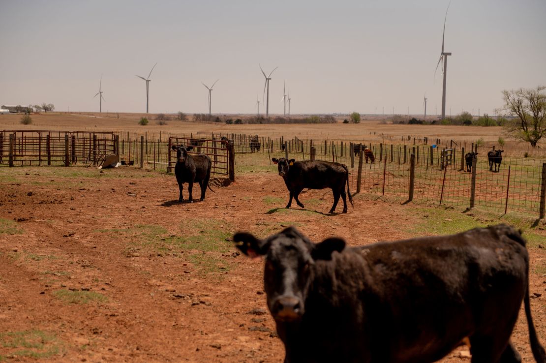 Cows on the Baker family's land.