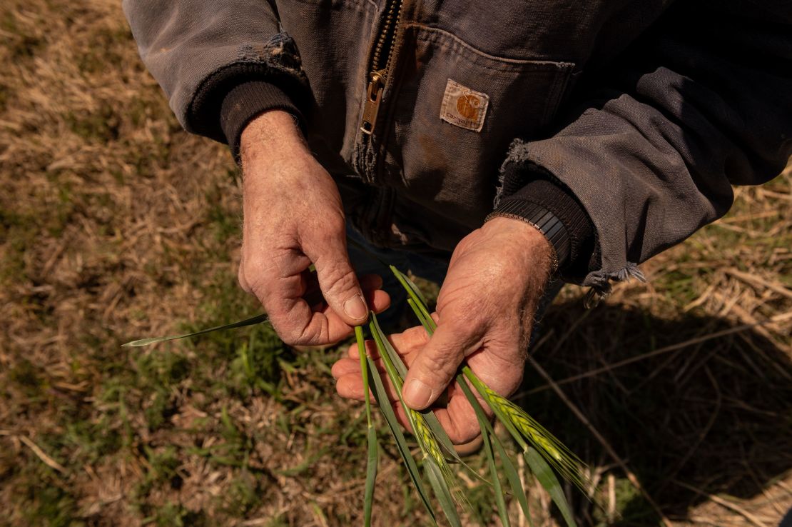 Terry Baker holds stalks of stunted wheat.