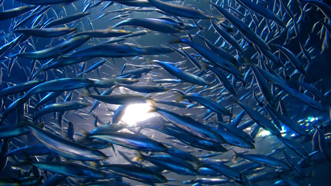 Researchers found that the frantic movement of anchovies during their spawning season has a significant impact on ocean turbulence.