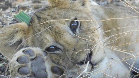 More than half the lion population of sub-Saharan Africa can be found in Tanzania.